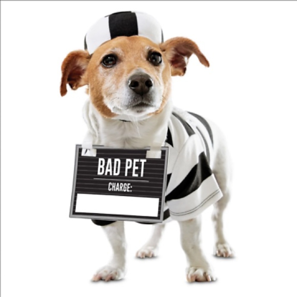 Dog Halloween jail costume prisoner